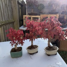 Deshojo Maple - Shohin Bonsai 