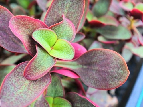 Crassula streyi rare - crassula,