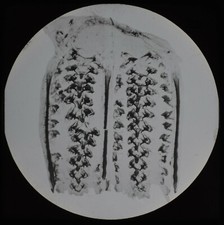 GIZZARD OF CRICKET C1888
