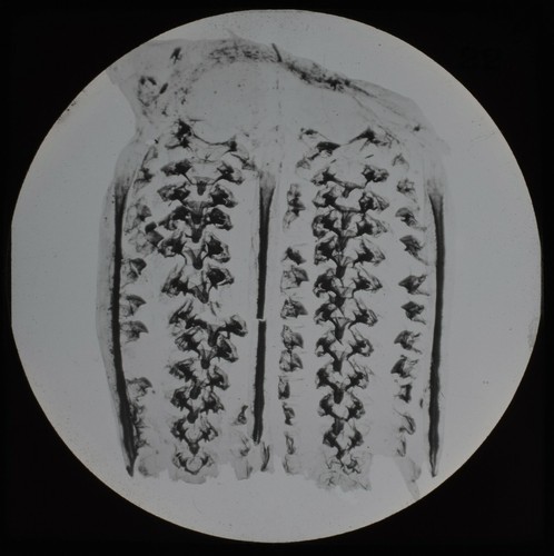Gizzard cricket c1888 - of,