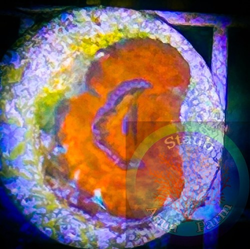 Saf wysiwyg ultra red - ‘wysiwyg”,