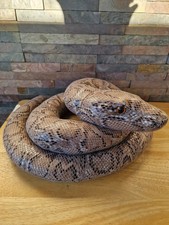 Harry Potter Nagini Soft Plush