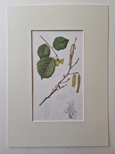 Matousova common hazel - matousova,