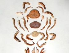 26 Medium Crab Claws and Legs