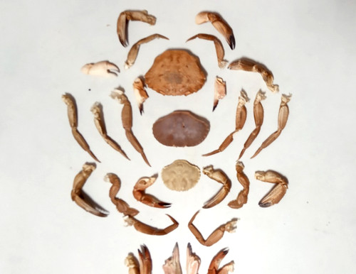 Medium crab claws and legs - 26,