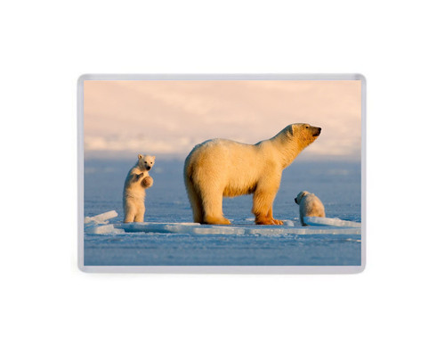 Polar bears fridge magnet - fridge,