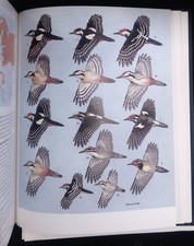 The Birds of the Western