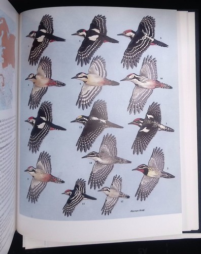 The birds western - birds, of