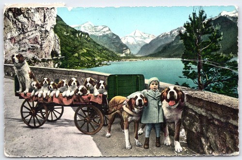 Vintage swiss bernard - st.,