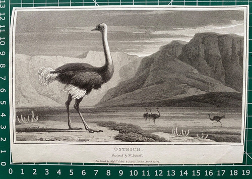 1807 antique print ostrich - 1807, print;