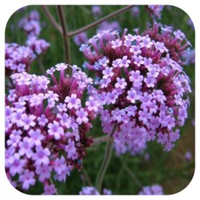 Verbena bonariensis Large Bedding Plug Plants x 6 Hardy Perennial