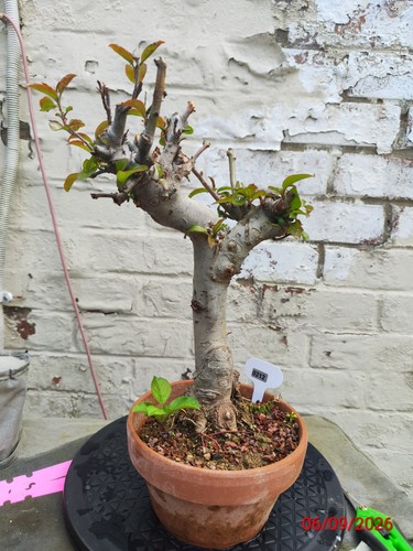 Crabapple bonsai tree - bonsai,