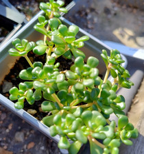 Hardy Outside Succulent Sedum