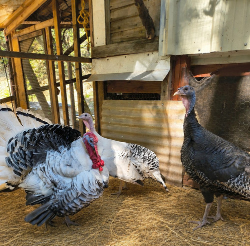 Sweetgrass turkey hatching - 4,
