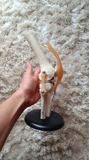 Anatomical human knee model