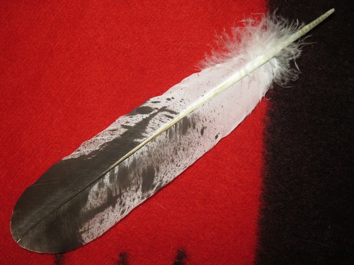 Native american made immature - native,