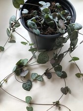 String of HEARTS Ceropegia