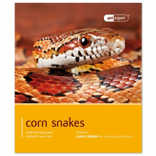Corn snakes pet expert - snakes,