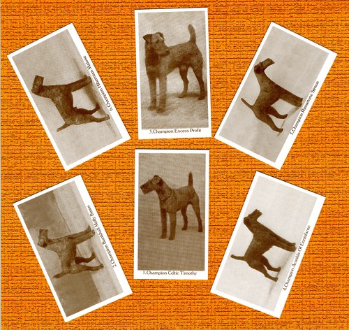Irish terrier set - terrier, named