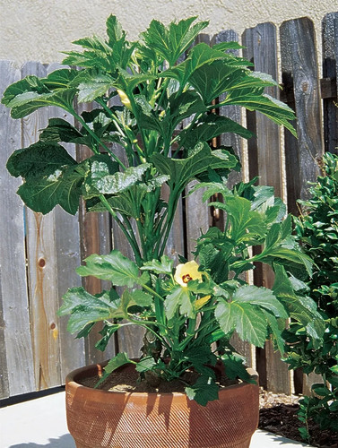 Okra baby bubba seeds 125 - okra,