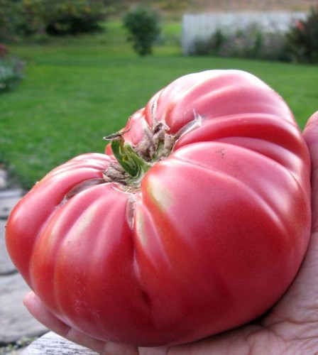 Tomato brandywine pink - tomato,