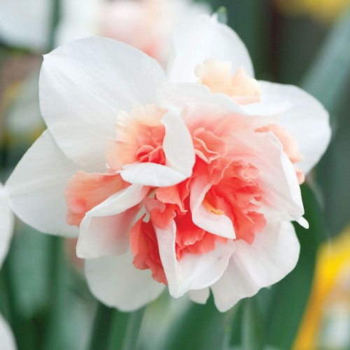 Pink double daffodils - x,