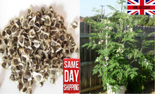 Moringa Oleifera "Drumstick tree" | 30+ seeds | Untreated | Same Day Dispatch