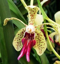 Vanda Paki. Fragrant. 