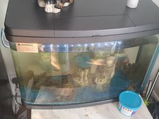 Fish Tank with Fish and