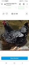 Silver laced wyandotte Six Ovals For Hatching.large fowl