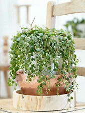 Peperomia Prostrata 'String of