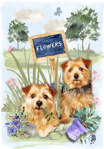 Norfolk terrier dog - terrier,