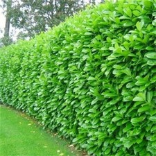 10 Cherry Laurel Evergreen Hedging Plants Fast Growing Tall Shrub 50-70cm Potted