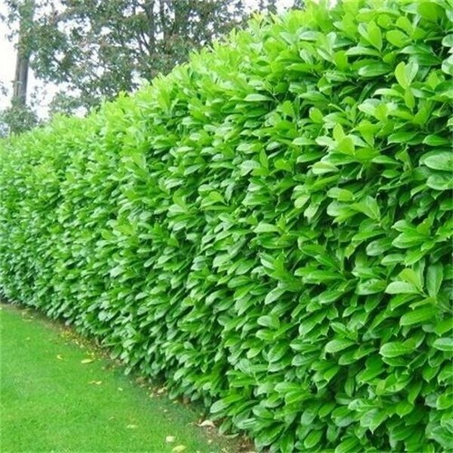 Cherry laurel evergreen - 10,