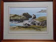 Kynance Cove Cornwall Coastal