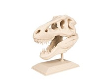 T-Rex Skull Model | Dinosaur Skull Model | Skull Model