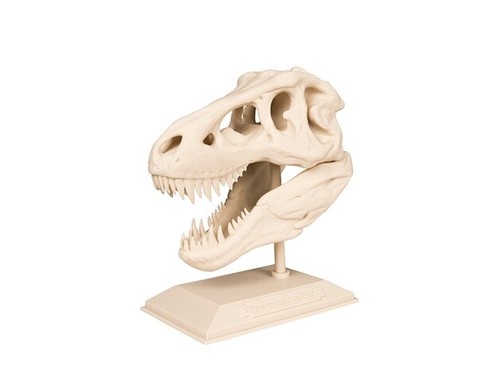 Rex skull model dinosaur - t-rex,