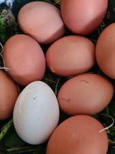 6 Free Range Chicken Eggs for
