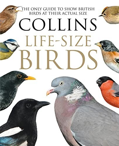 Collins life size - life-size, the