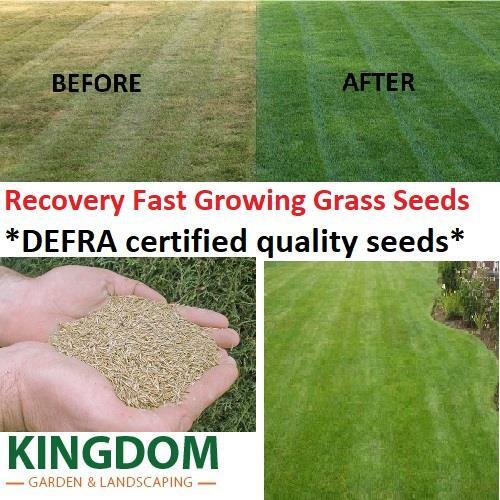 Grass seed lawn seeds - grass,