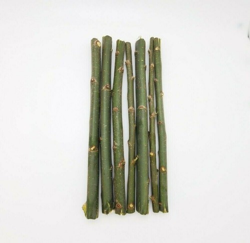 Austree hybrid willow tree - austree,