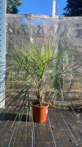Butia capitata palm tree
