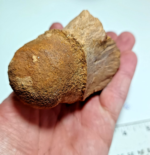 Big cretaceous crocodile tail - big,