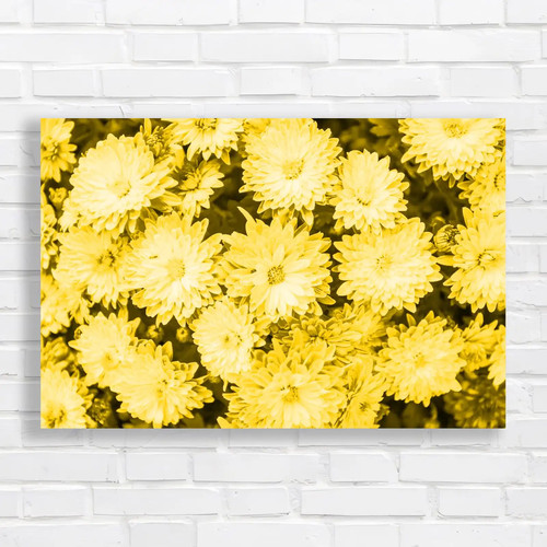 Vibrant pink chrysanthemum - vibrant,