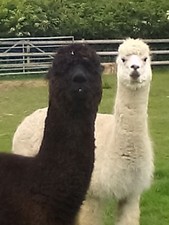 100% Raw Alpaca Fleece From