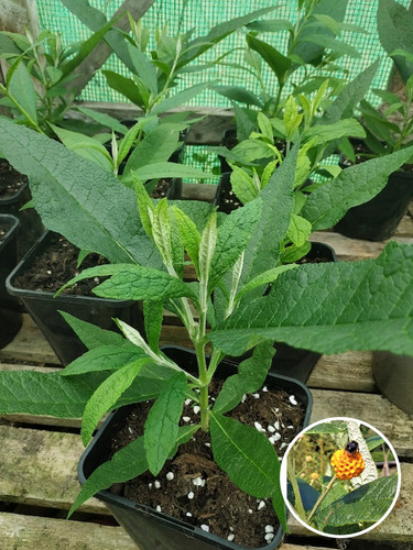 Buddleia globosa orange - globosa, 'orange