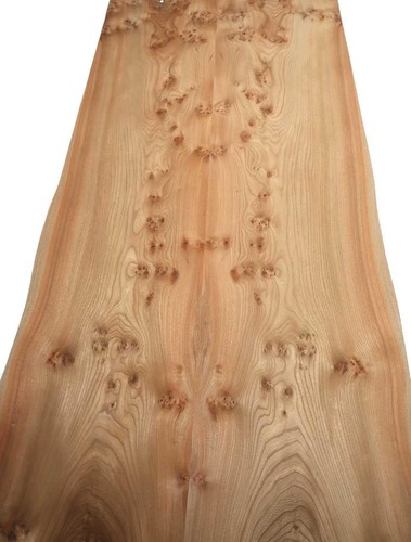 Rüster grain root wood veneer - rüster,