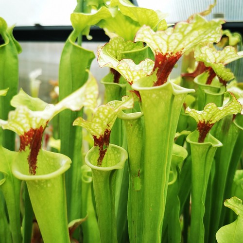 Sarracenia moorei adrian - moorei,,