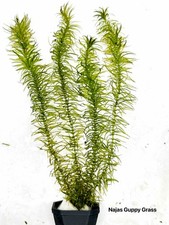 Live Tropical Aquarium Potted Stem Plants / Multi-Buy from 99p / Limited Edition