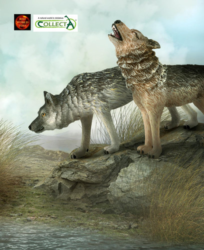 Pair wolf wolves - pair, wildlife